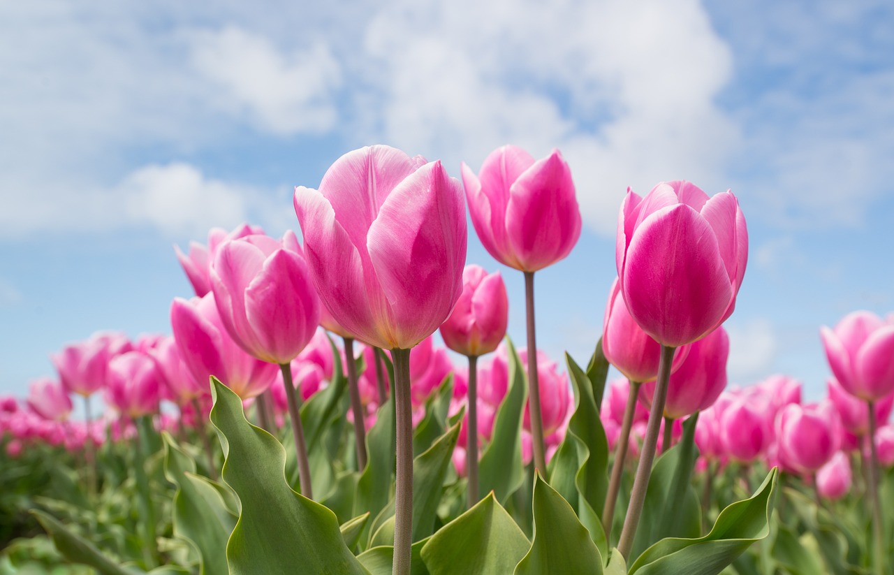 Fondo de tulipanes rosas