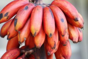 Plátanos rojos Sri Lanka